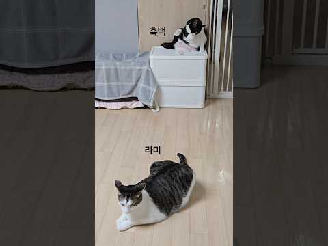 (2) 2026. 1. 12 ♡♡ #고양이 #cat #반려묘