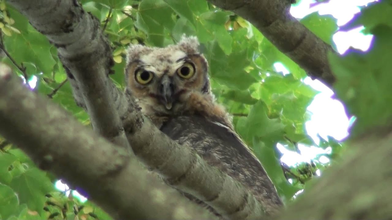 Great Horned Owl in Carmel, Indiana YouTube