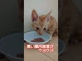 血便＆下痢で病院へ#保護猫