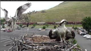 Hellgate Intruder Lands on Nest 2017 06 29 1132