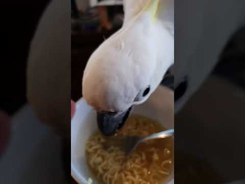 Loki the cockatoo