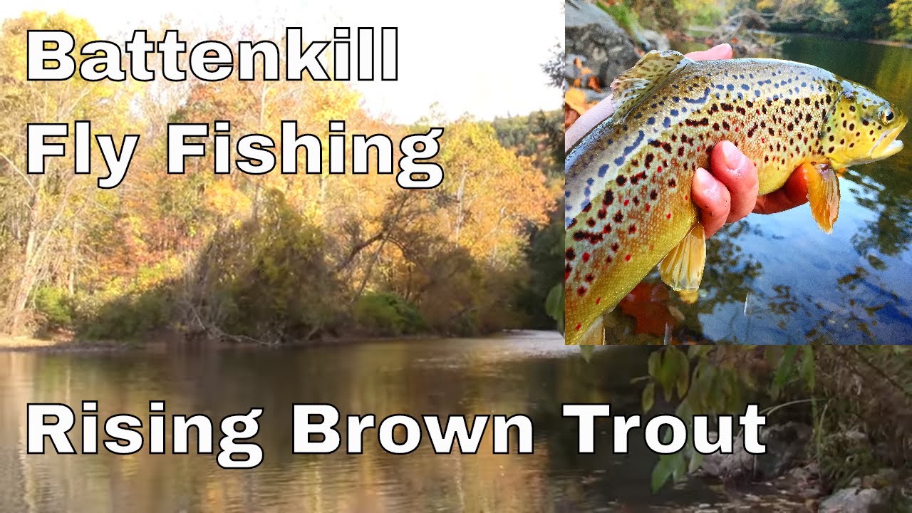 Battenkill Fly Fishing Rising Brown Trout YouTube