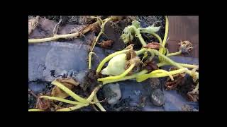 My Squash And Pumpkins Just Died.