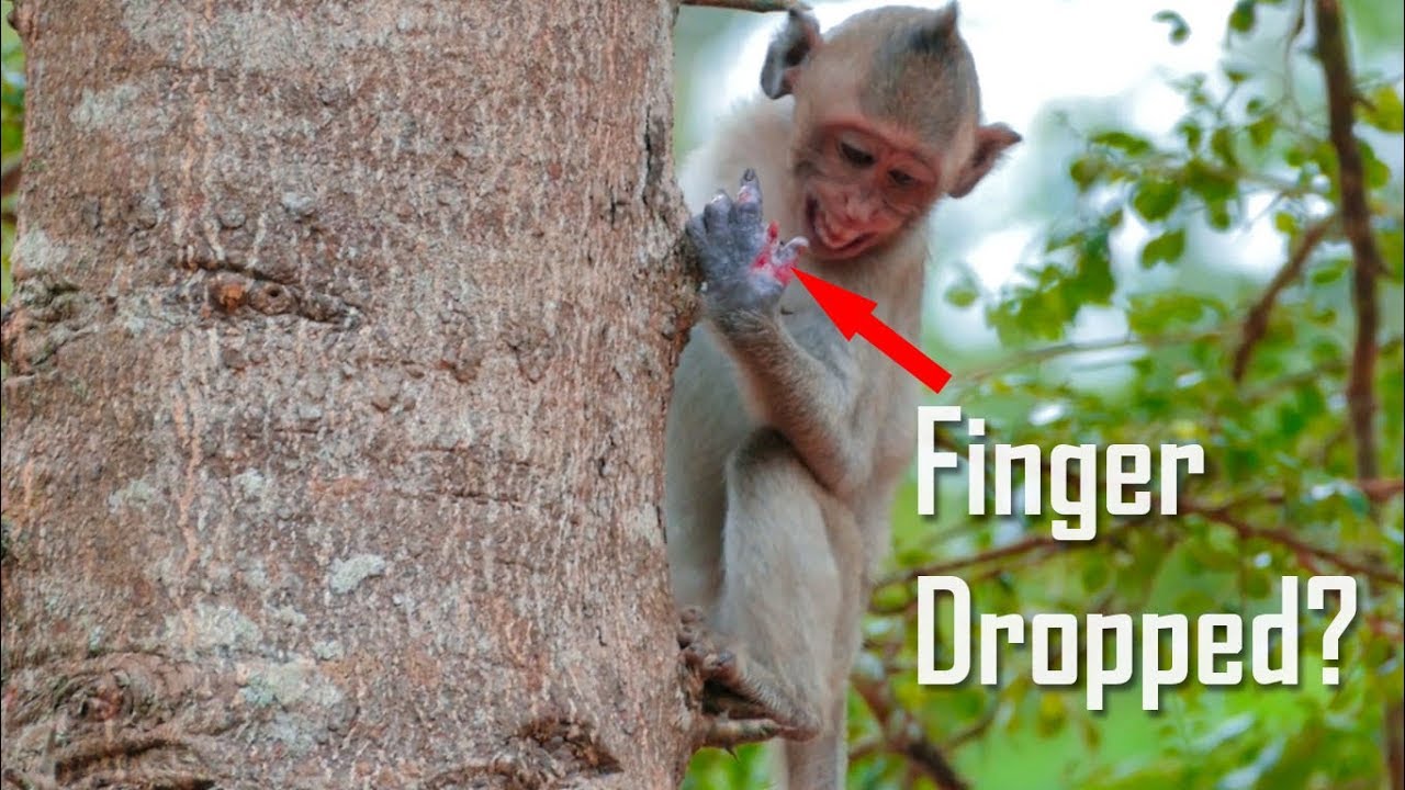 OMG! Poor Life Little Monkey Janet already Losing One Finger - Better Soon Janet - Monkey Buzz 617