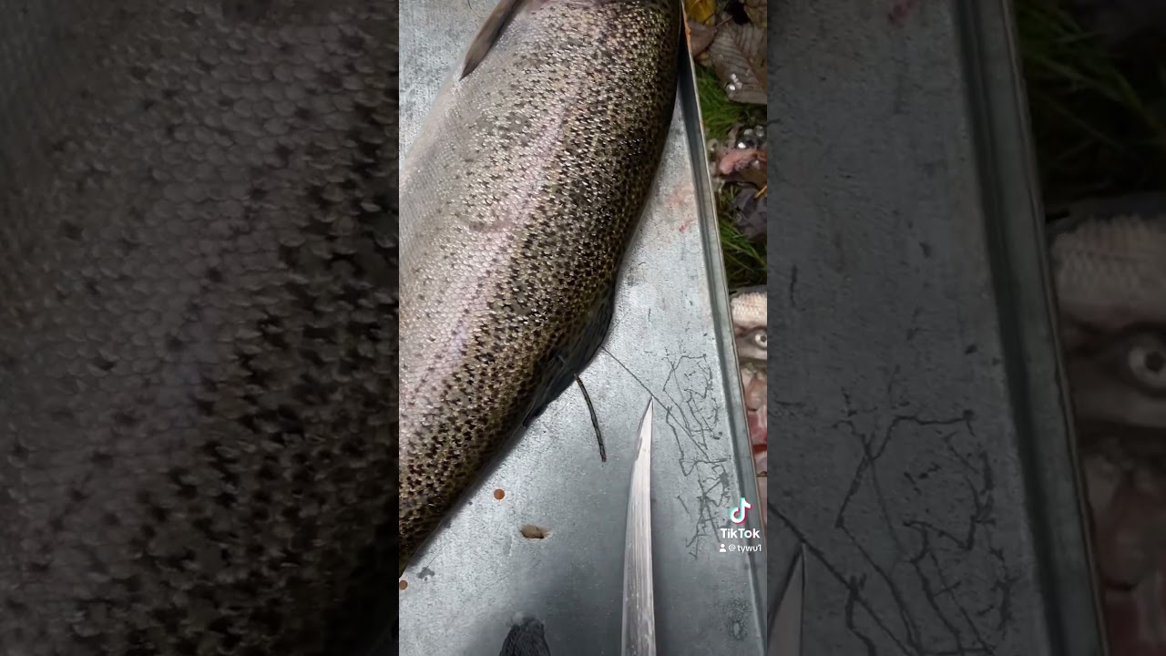 Caught a tag triploid rainbow. 😊🤙