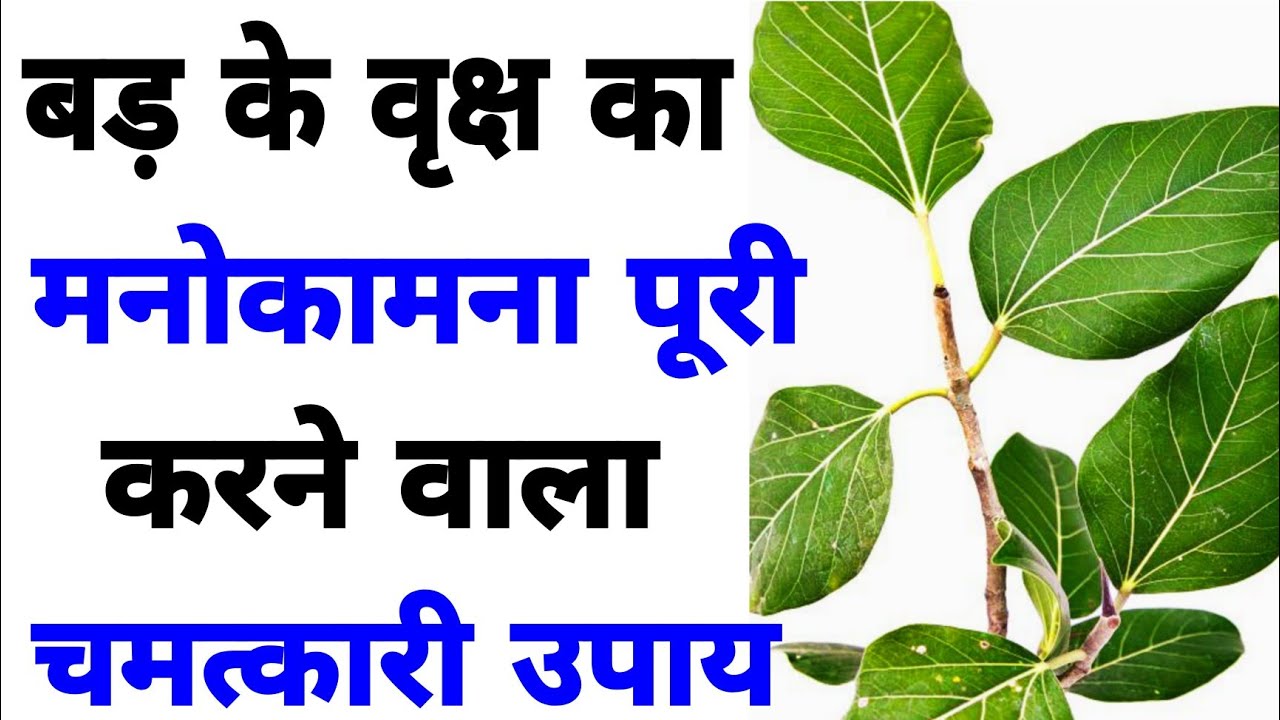 bargad ke ped ka manokamna puri karne wala chamatkari upay Baba guru