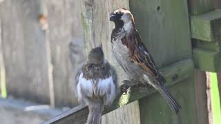 House sparrow fledgling being fed by dad 🇺🇸