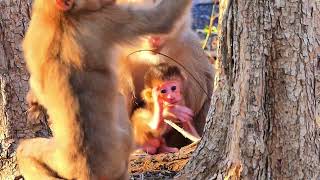 OMG...Looks to Newborn Mother Monkey Rozy really So Adorable, But They So Pathetic because so Hungry
