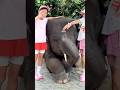 #8 🐘 The Moment She Truly Connects | Lucia & Elephant