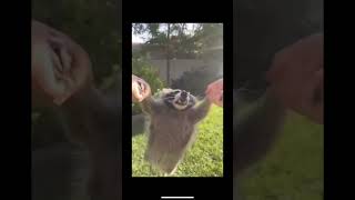 The Racoons The Racoons
