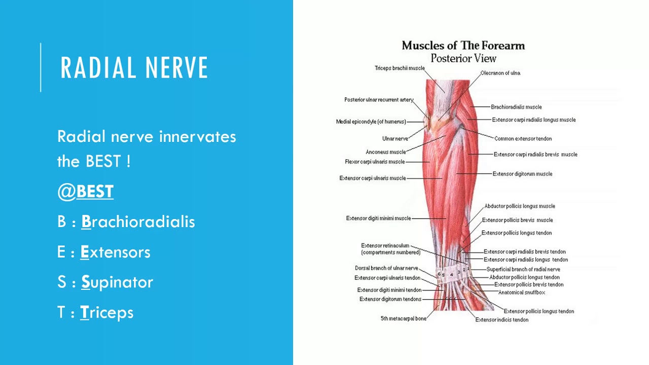 How to remember innervation of Radial nerve ? - YouTube