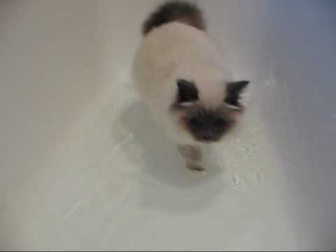 Hunter the Birman takes a dip!