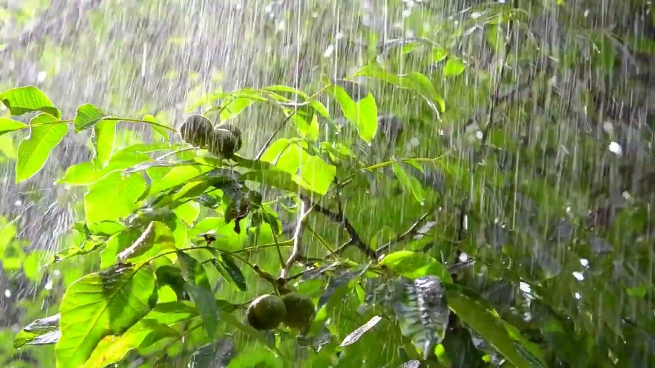 Heavy Jungle Rain Sounds Heavy Rain in Rainforest Rain Forest