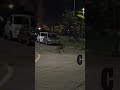 Macerata, lupo ai giardinetti vede due persone sedute sulla panchina, si spaventa e cambia strada