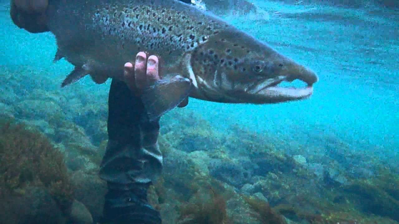 85 cm salmon from Hofsá river in Iceland