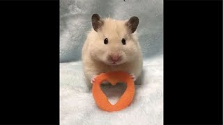 Асмр давно не виделись,болталочка❤️