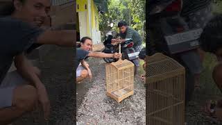 kali ini Sogon yg ke 2 dan saya bonusin prenjak #burung #kicaumania #qinarabanyuwangi