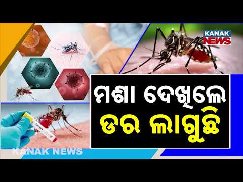 ମଶା ବଢ଼ାଉଛି ଭୟ | Mosquitoes Are a Global Health Threat | Why They Remain So Dangerous