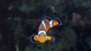 Investigating Sex-Changing Clownfish (featuring Justin Rhodes)