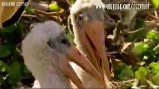 Пеликаны ржут ахахахах