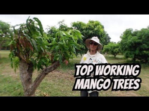 Top Work Your Mango Tree To Get The Variety You Want