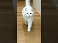 朝から大鳴きしてる猫がいた！