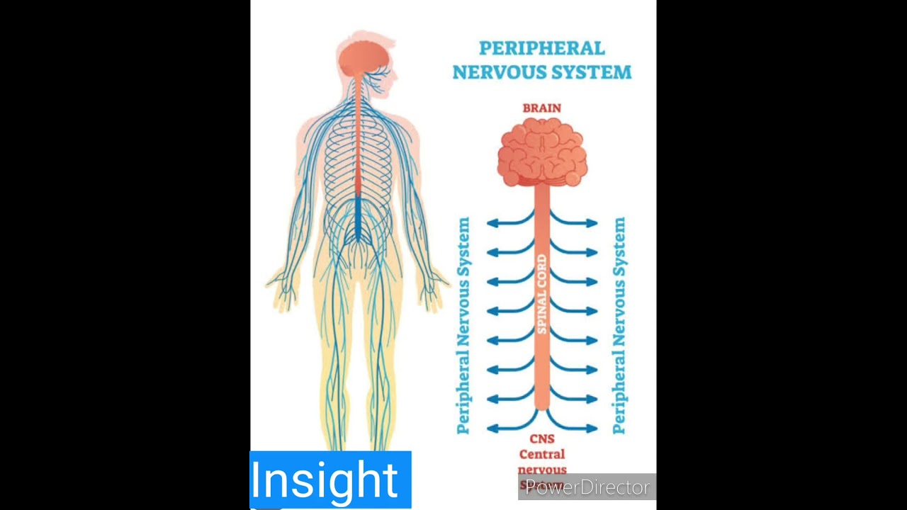 peripheral nervous system. Insight 