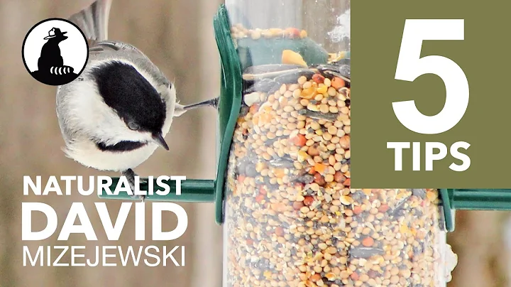 5 Tips To Bird Feeding