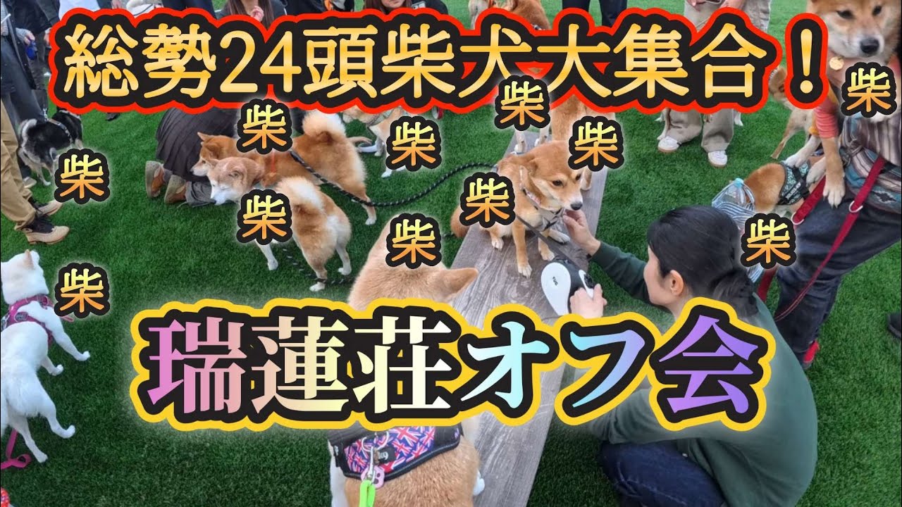 【柴犬オフ会】瑞蓮荘出身の柴犬のオフ会に参加してきました😍