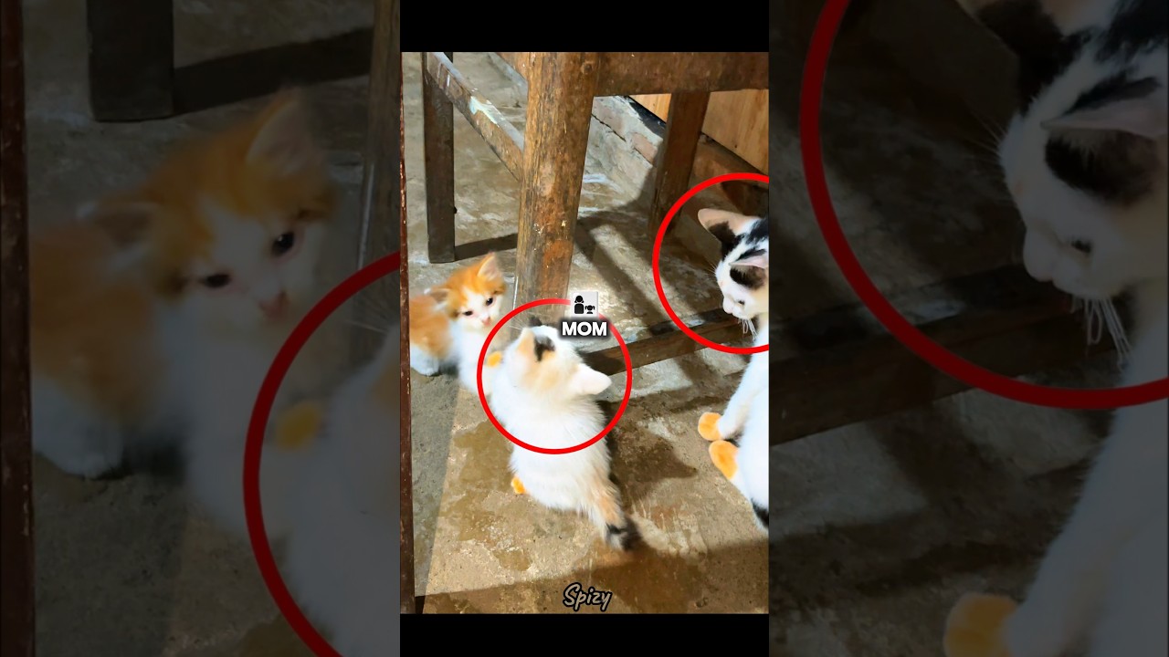 Эта кошечка — копия своей мамы 🐱 