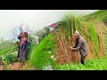 Beautiful And Simple Got Farming In Nepali Village | Farmers Life In Mountain Nepal | Db Limbu