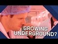 Innovations in Underground Farming and Hydroponics Solutions