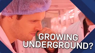 How Do Hydroponics Work? Underground Farming | Brit Lab How Do Hydroponics Work? Underground Farming | Brit Lab
