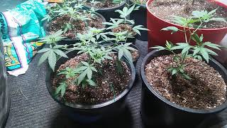 21+ plz Update on CUZZINS garden