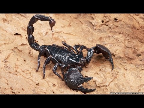 Wideo: Jak Są Skorpiony