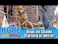 Hope Finds Starving Chained PitBulls In Detroit - The Dog Saviors