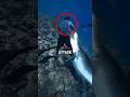 Why Sharks Almost Never Attack Scuba Divers 🤔