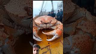 Wild Animals Transformation 😱 #youtube #facts #animals #viral #vuralvideo