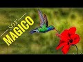 COLIBRI🌻Mision Espiritual, Poder Magico Esotérico Simbolismo, características cosas que no sabias