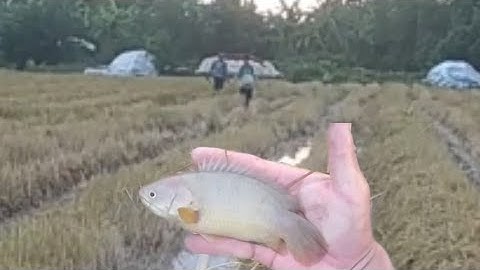 Xiệt Cá Trên Cánh Đồng Mới Cắt Cá Nhiều Toàn Cá Lớn Không@