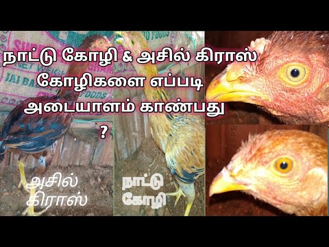 நாட்டு கோழி & அசில் கிராஸ் கோழிகளை எப்படி அடையாளம் காண்பது