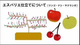 リンゴ・ナシ・サクランボ　植え付け～収穫までのイメージ