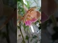 Нежность 💕 Tenderness #орхидеи #phalaenopsisorchid