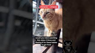 #cat #kitten #funnycats #cute #haveitoldyoulatelythatiloveyou #lifeisbutadream #animalsong #catsong