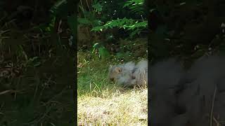 choupi et les zoiseaux