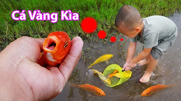 Em ổi đuổi bắt cá vàng dễ thương tinh nghịch #concá #cávàng #bắtcávàng #fishing