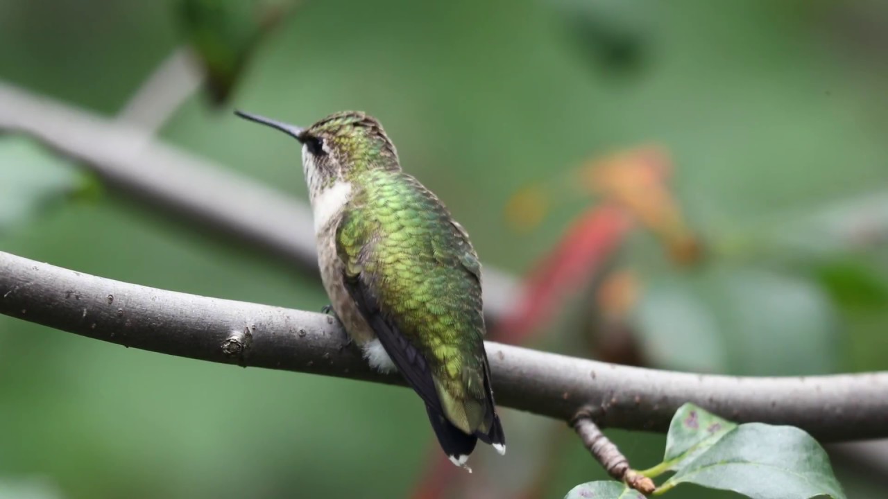 2018-09-23 Ruby-throated Hummingbird 