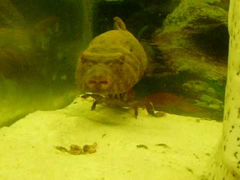 Hairy puffer fish pic 475