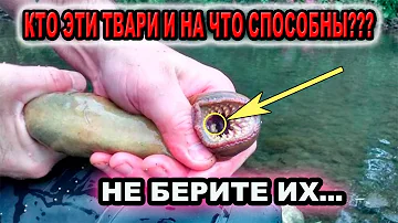 Миноги — самые отвратительные и потрясающие твари, которых порождал океан