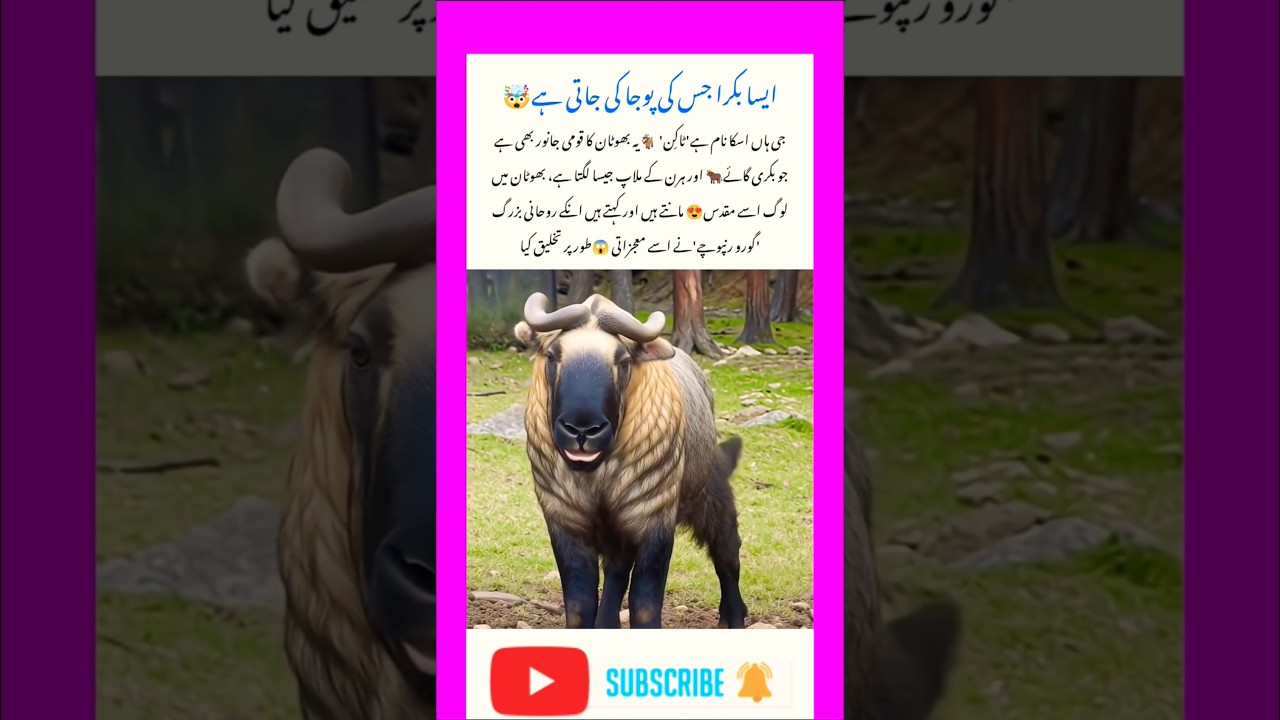 🦙 The Sacred Takin of Bhutan 🦙